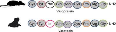 Arginine Vasotocin, the Social Neuropeptide of Amphibians and Reptiles